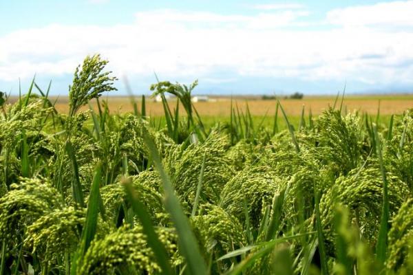 Short course: “Identification, Preservation and Promotion of Neglected and Underutilised Plant Species”